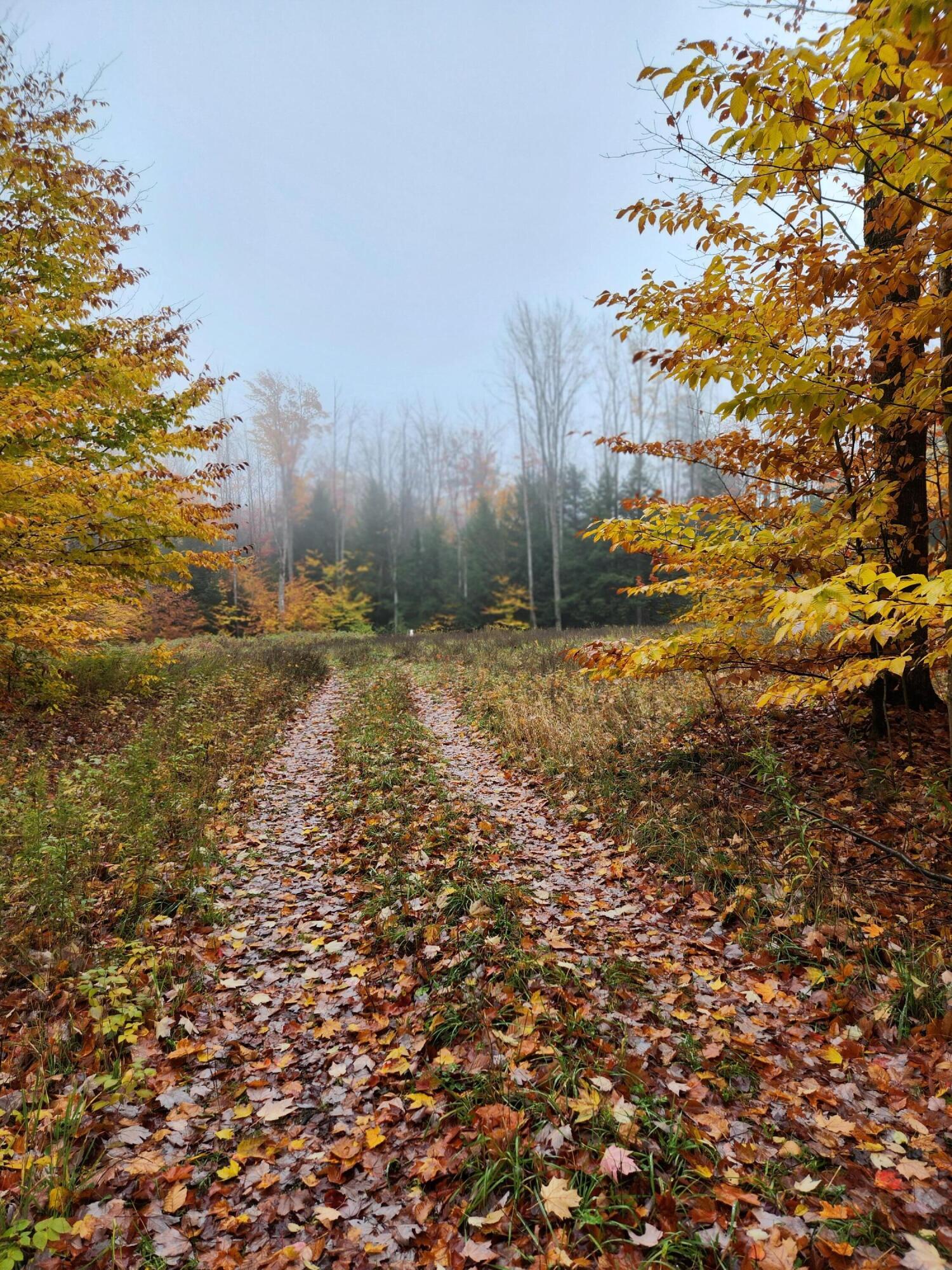 Murner Road Gaylord, MI 49735 - Photo 1 of 7 Gallery Image 1