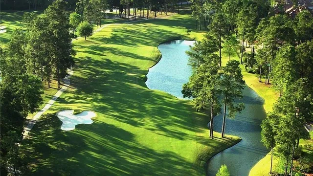 a park with large trees