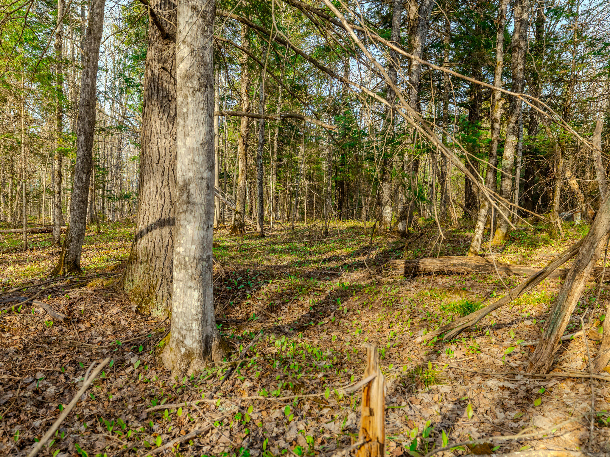 Lot 5 Horoscope Road Pelkie, MI 49958 - Photo 12 of 14 048A2253-HDR