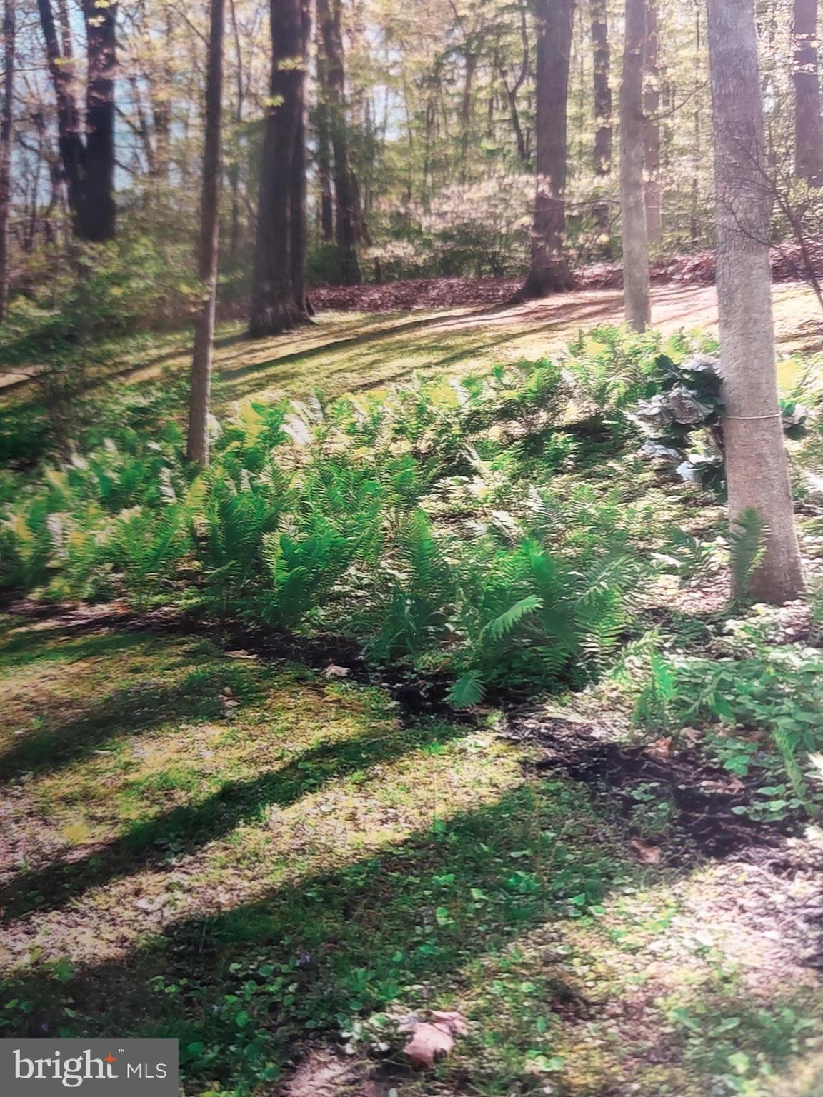 3725 Oakland Road Bethlehem, PA 18020 - Photo 43 of 52 a view of a yard with plants
