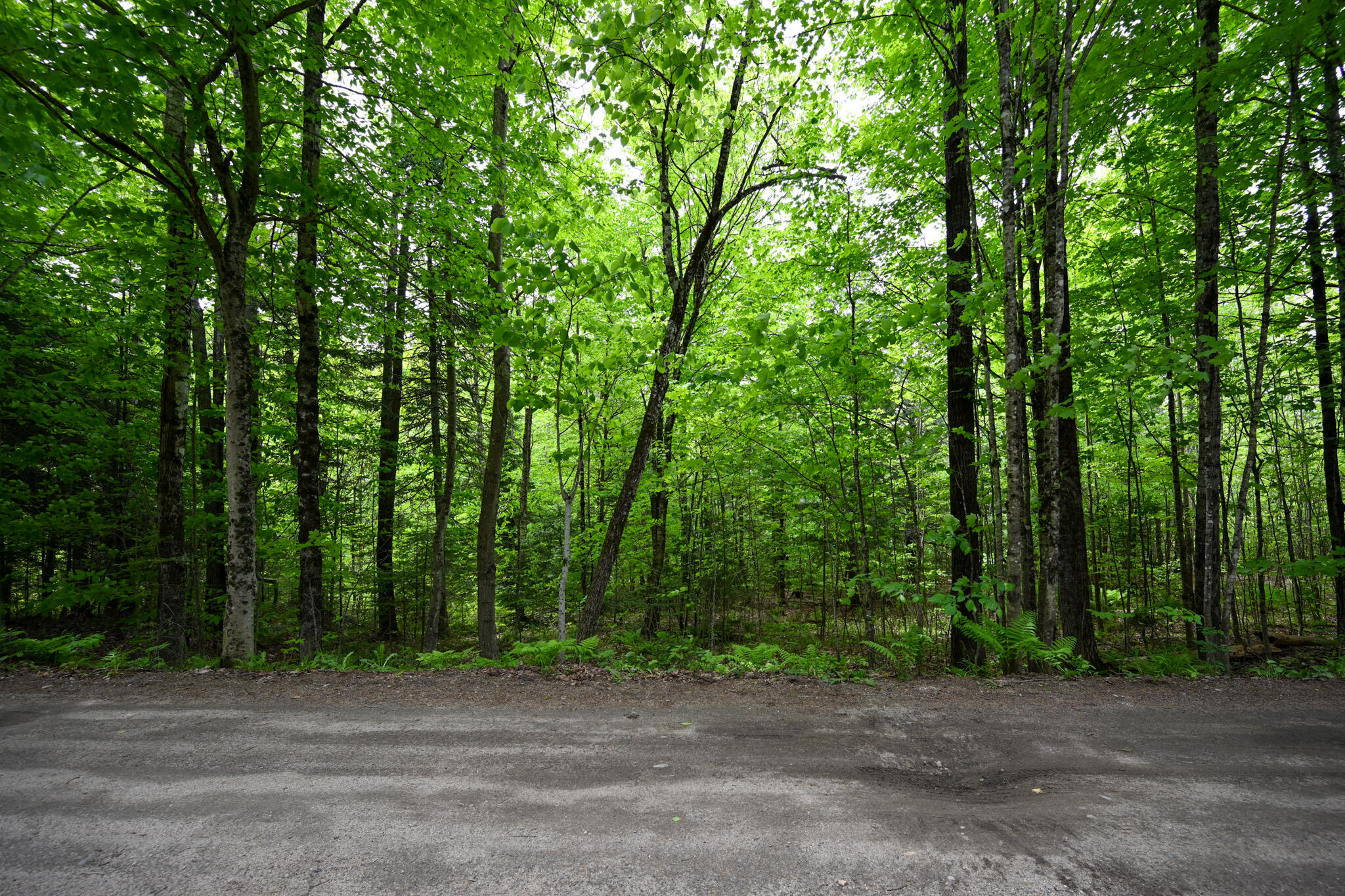 Lot 16 Old Towle Road Dixfield, ME 04224 - Photo 4 of 14 View from road