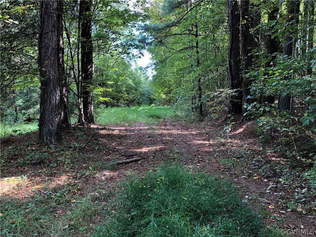 Lot 18 Lakeside Road Farmville, VA 23901 - Photo 5 of 8 a view of a forest that has large trees