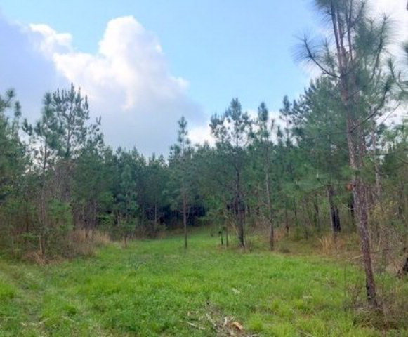 0 Taylor Road Kokomo, MS 39643 - Photo 1 of 1 Main View