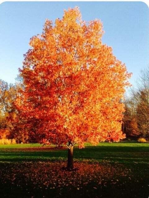 9909 Hoover Woods Road Galena, OH 43021 - Photo 43 of 50 Spectacilar foliage