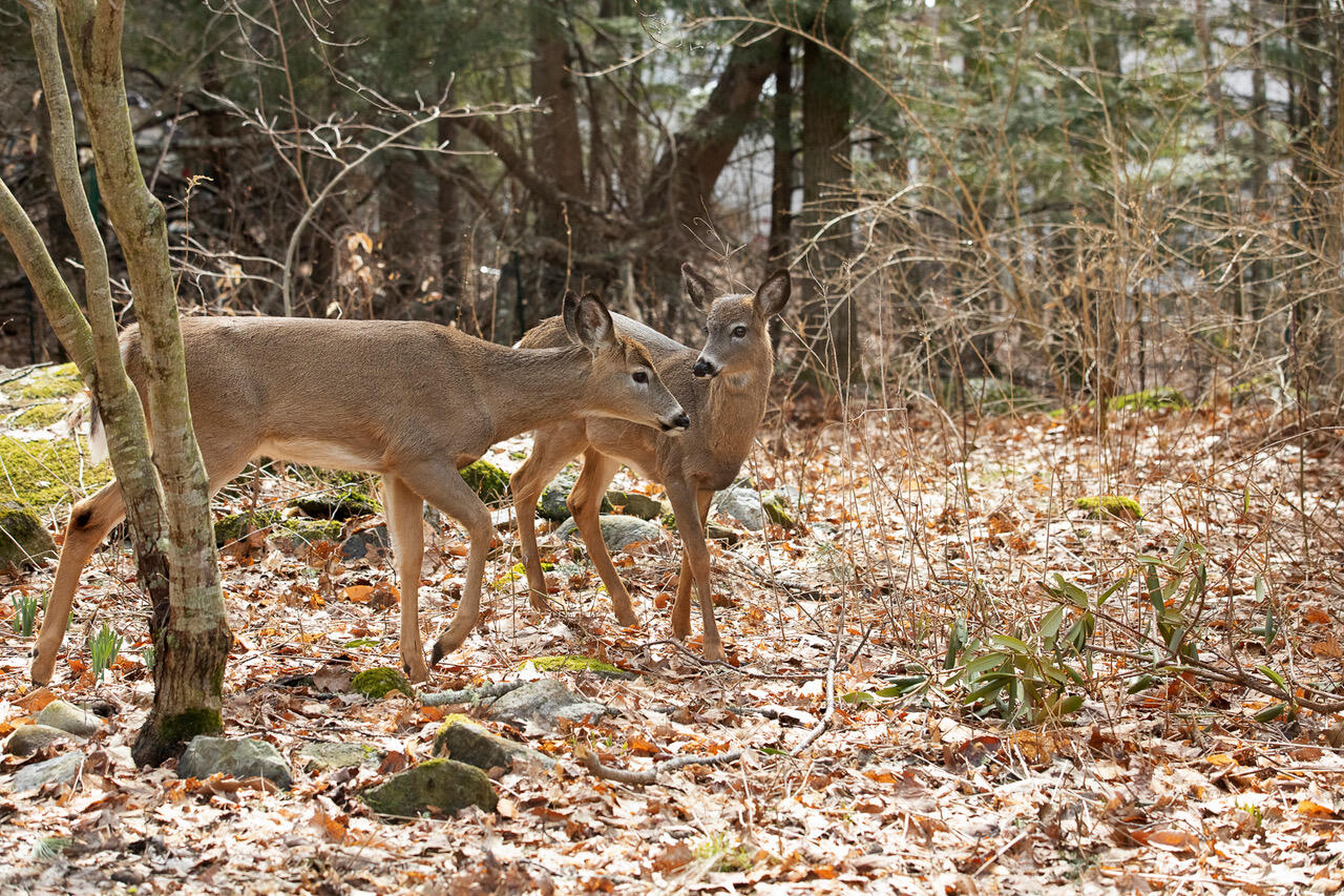 5 Gosse's Hill Road Camden, ME 04843 - Photo 30 of 45 20230406Deer-56