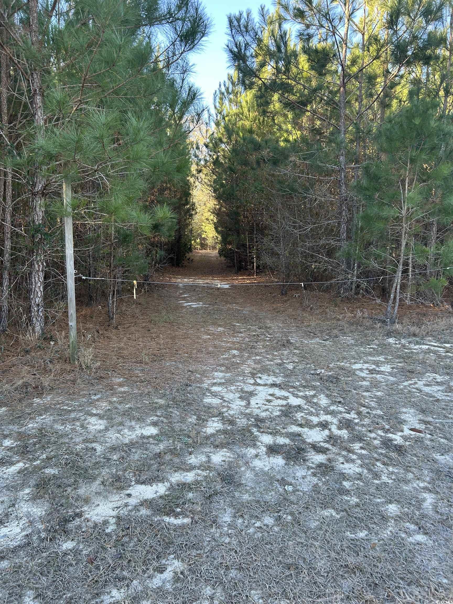 Tbd Sugar Hill Road Dillon, SC 29536 - Photo 7 of 20