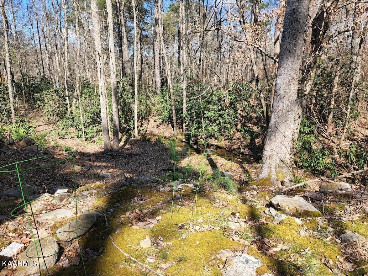 3390 Rocky Ridge Road Cosby, TN 37722 - Photo 8 of 45 a view of yard