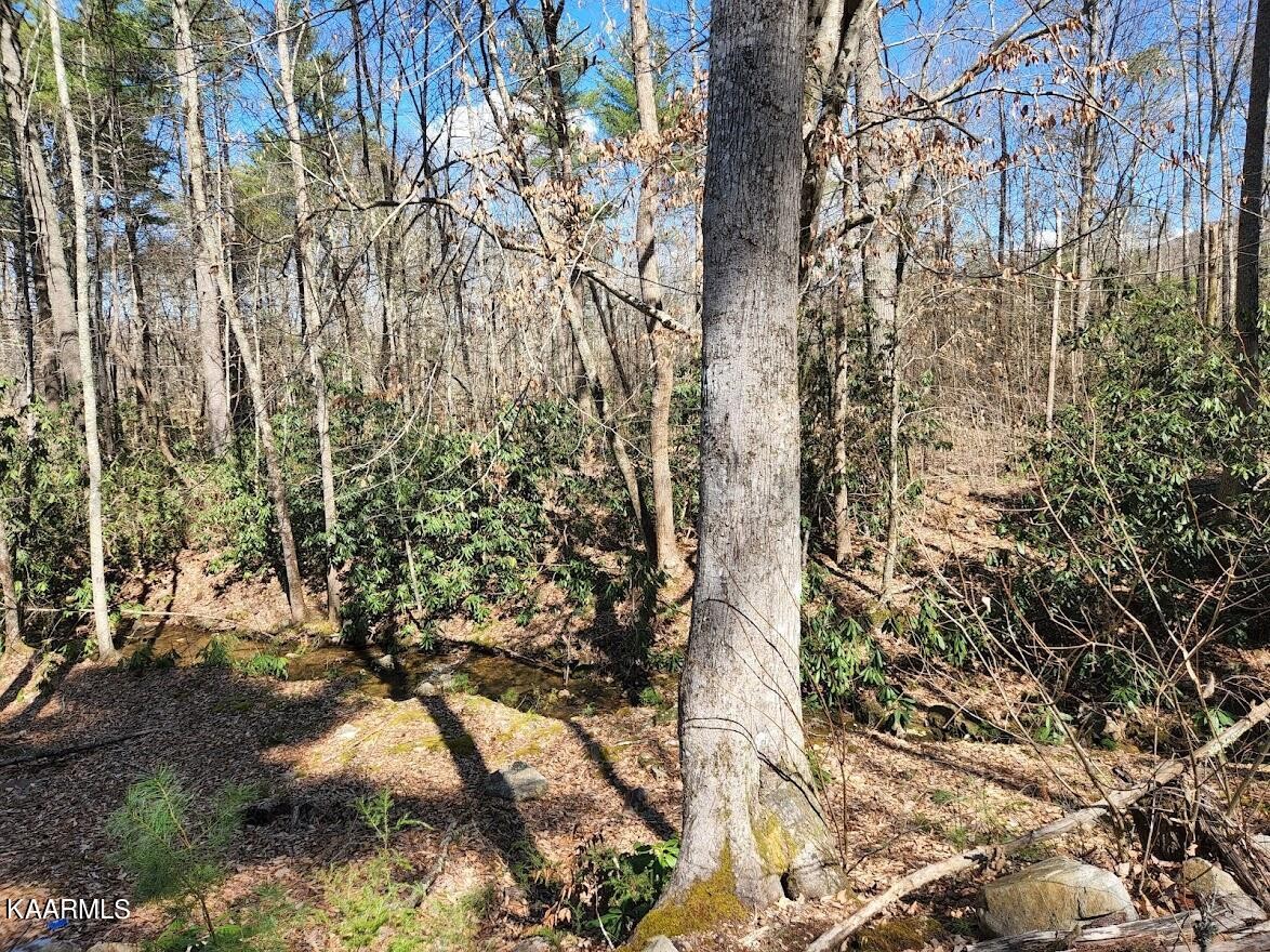 3390 Rocky Ridge Road Cosby, TN 37722 - Photo 9 of 45