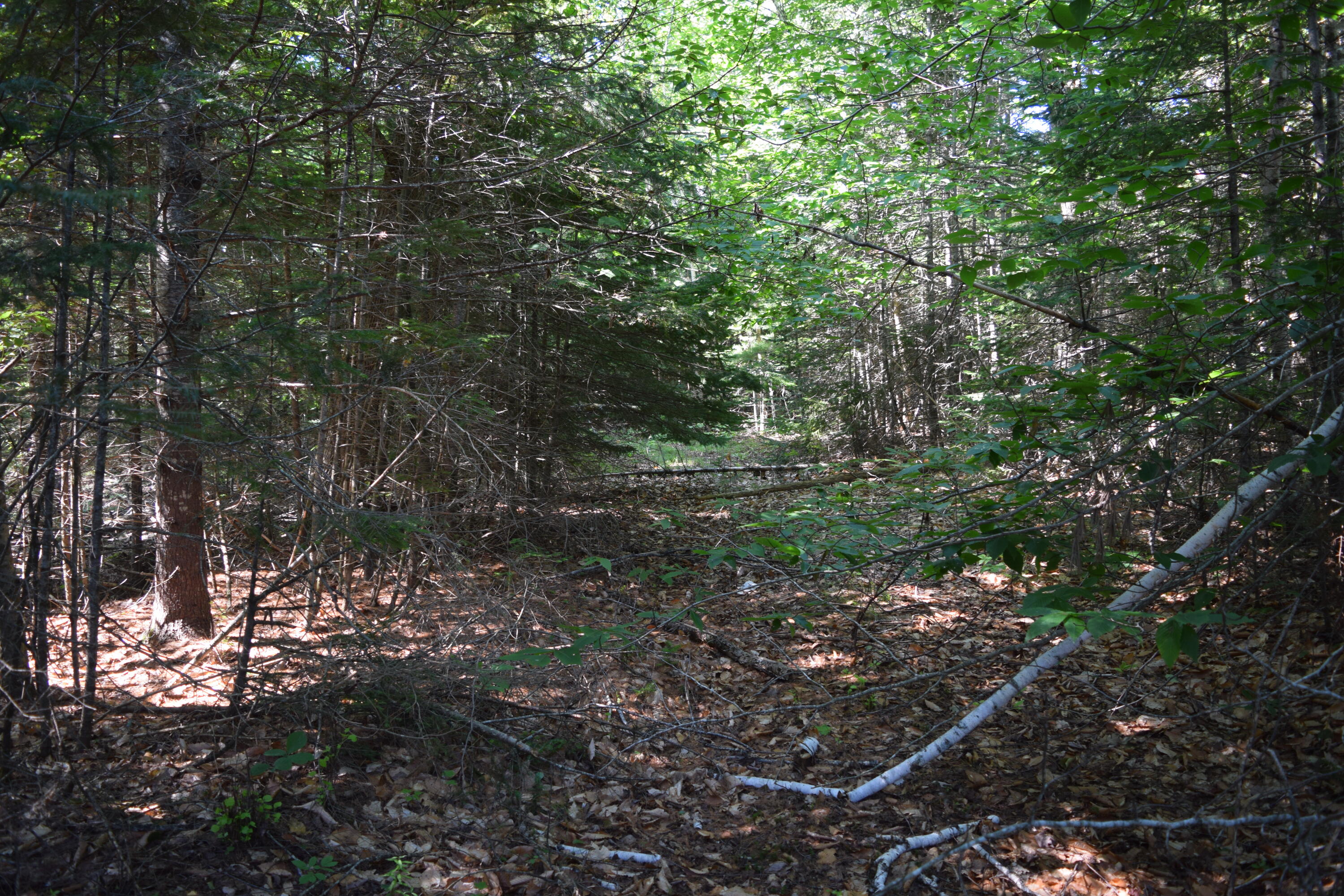 1624 Mariaville Road Mariaville, ME 04605 - Photo 19 of 19 DSC_0155