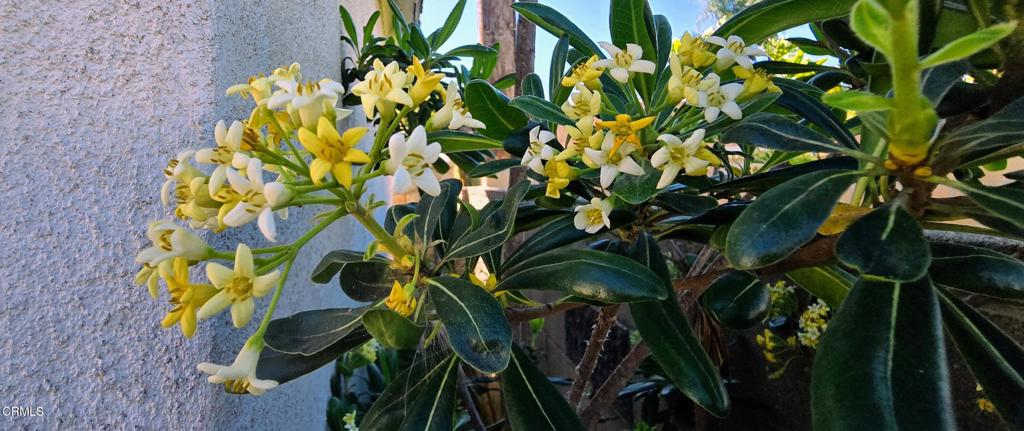 1000 Camellia Street Oxnard, CA 93036 - Photo 21 of 24 a close up of a plant