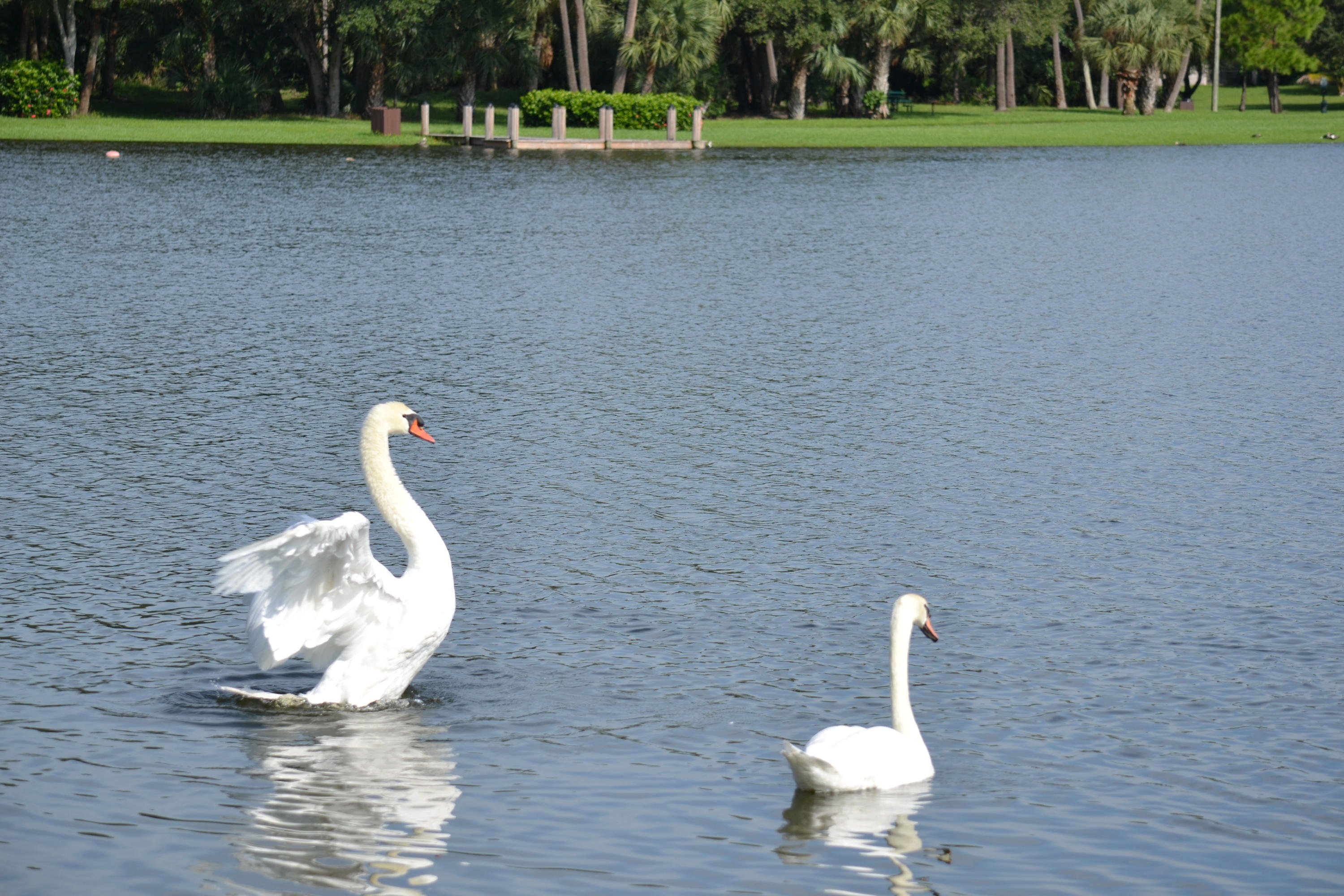 406 Cottonwood Place Boca Raton, FL 33431 - Photo 20 of 32 Windwood Swans