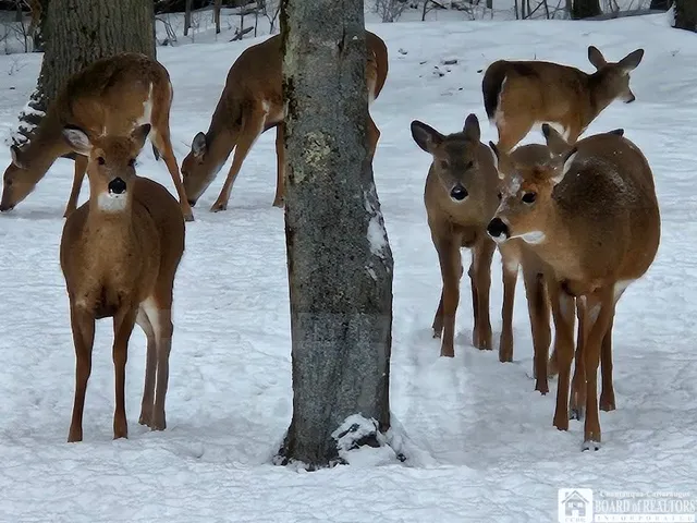 $280,000 | 905 Waterman Road, Ellington, NY 14747