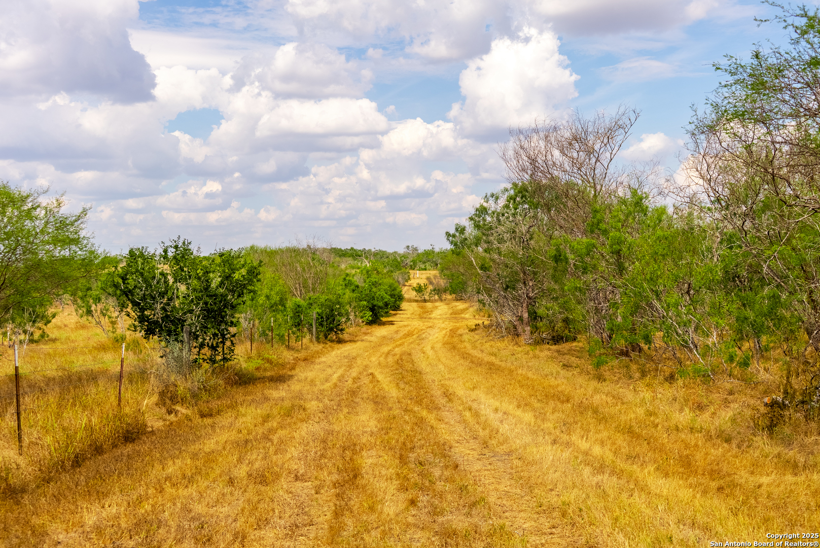 0 County Road 332 Runge, TX 78151 - Photo 40 of 44 a view of a yard with plants and small trees