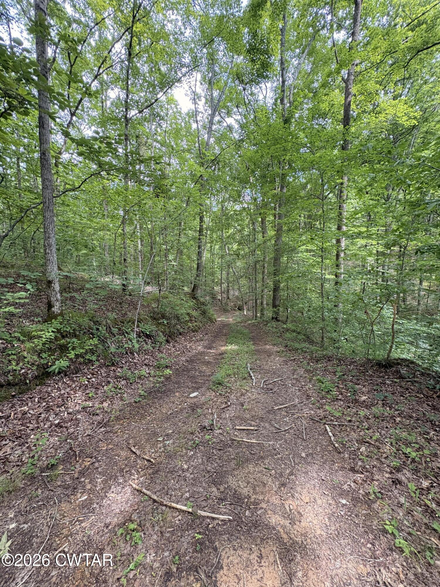 0 Woods Fork Road Linden, TN 37096 - Photo 6 of 12 a view of a forest with trees in the background