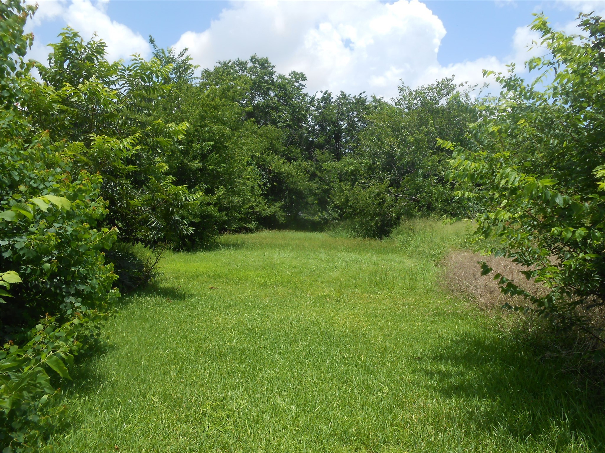 1118 Elberta Street Houston, TX 77051 - Photo 5 of 6 a view of a green yard