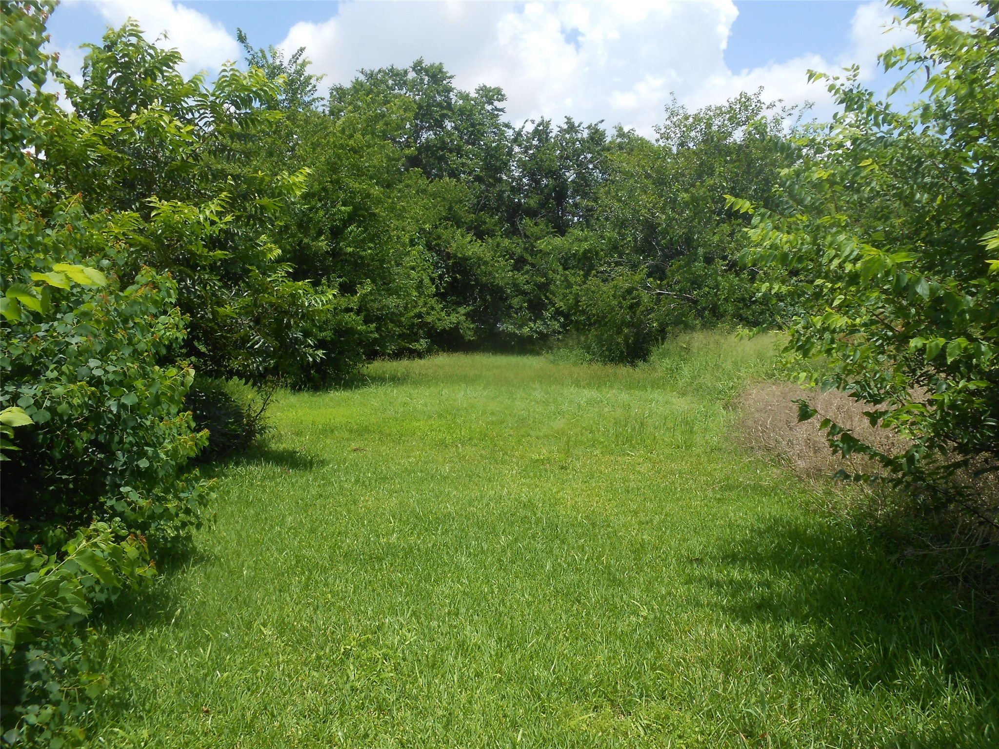 1118 Elberta Street Houston, TX 77051 - Photo 6 of 6 a view of a lush green space