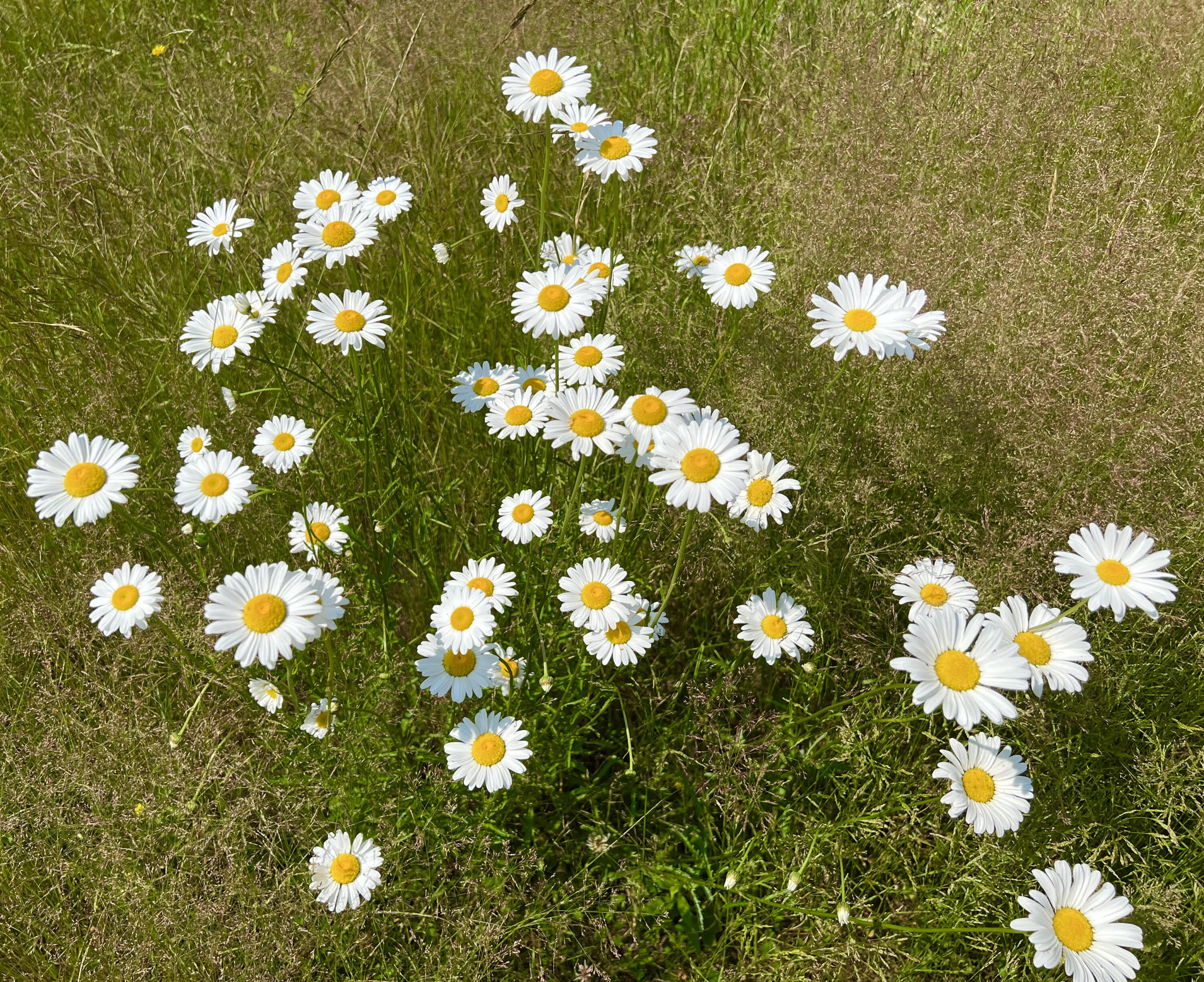 56 Dodge Point Road Tremont, ME 04612 - Photo 3 of 26 Daisies
