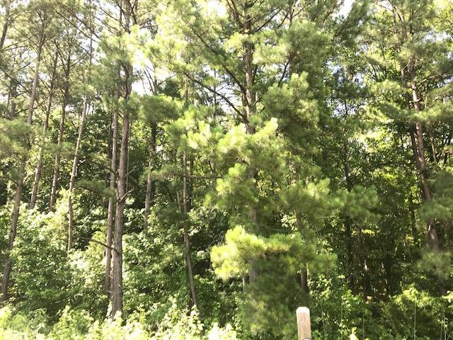 0 Johnson Mill Road Shiloh, GA 31826 - Photo 3 of 3 Gallery Image 3