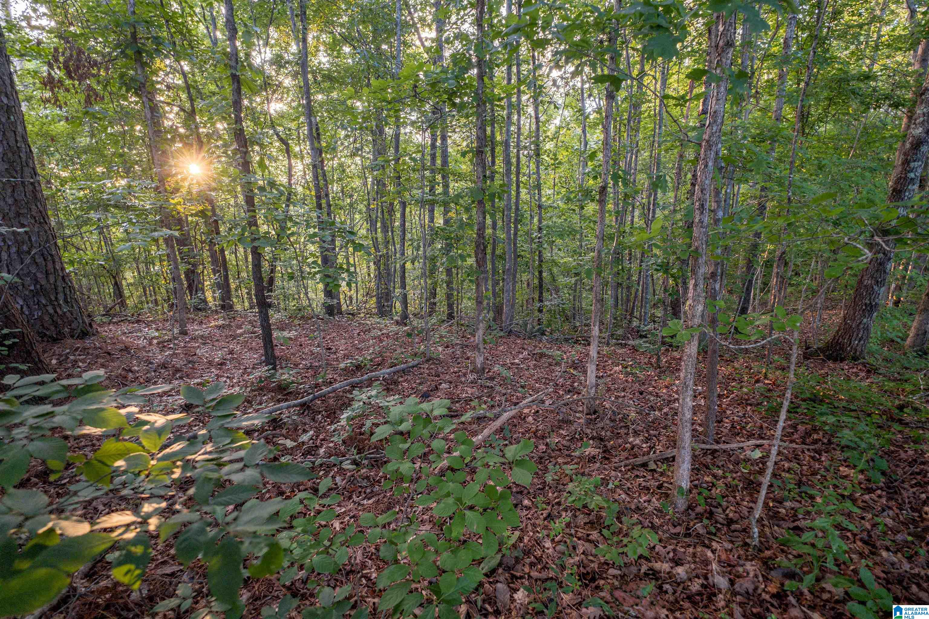 0 Levine Road, Unit X Odenville, AL 35120 - Photo 15 of 16