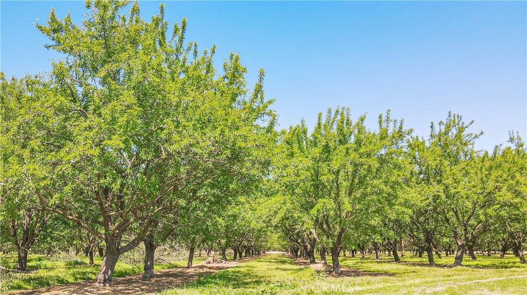 19688 Santa Fe Road Escalon, CA 95320 - Photo 11 of 13 a view of a large trees with lots of trees