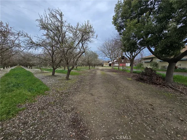 a view of some trees in the forest