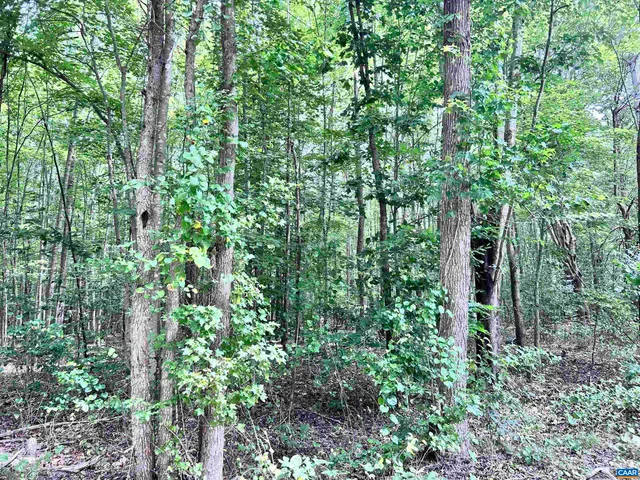 view of a lush green forest