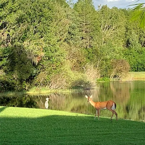 $1,199,999 | 19107 Ave Bayonnes, Lutz, FL 33558