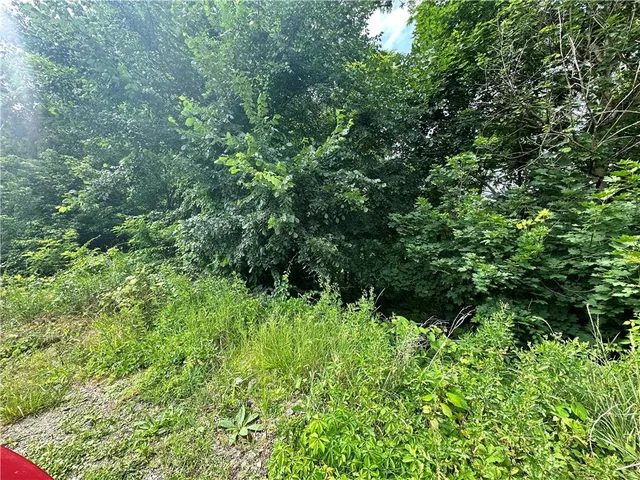 a view of a lush green forest