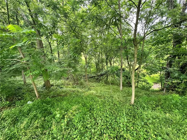 a lush green forest with lots of trees
