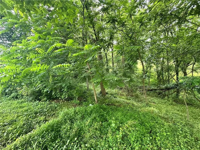 a view of a lush green forest