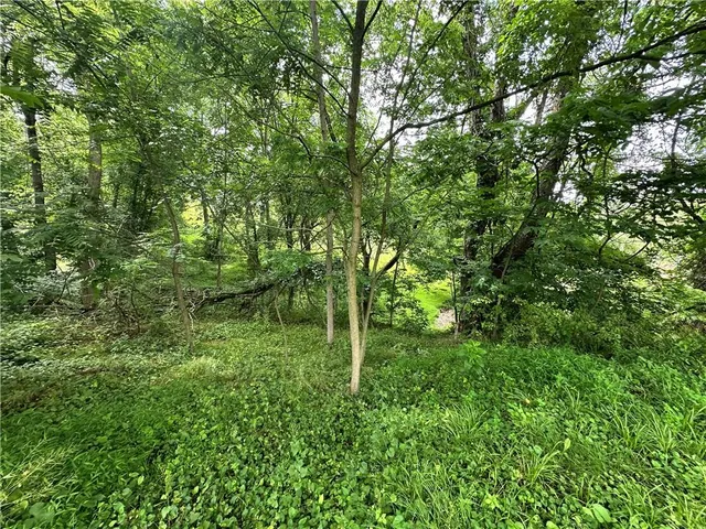 a lush green forest with lots of trees