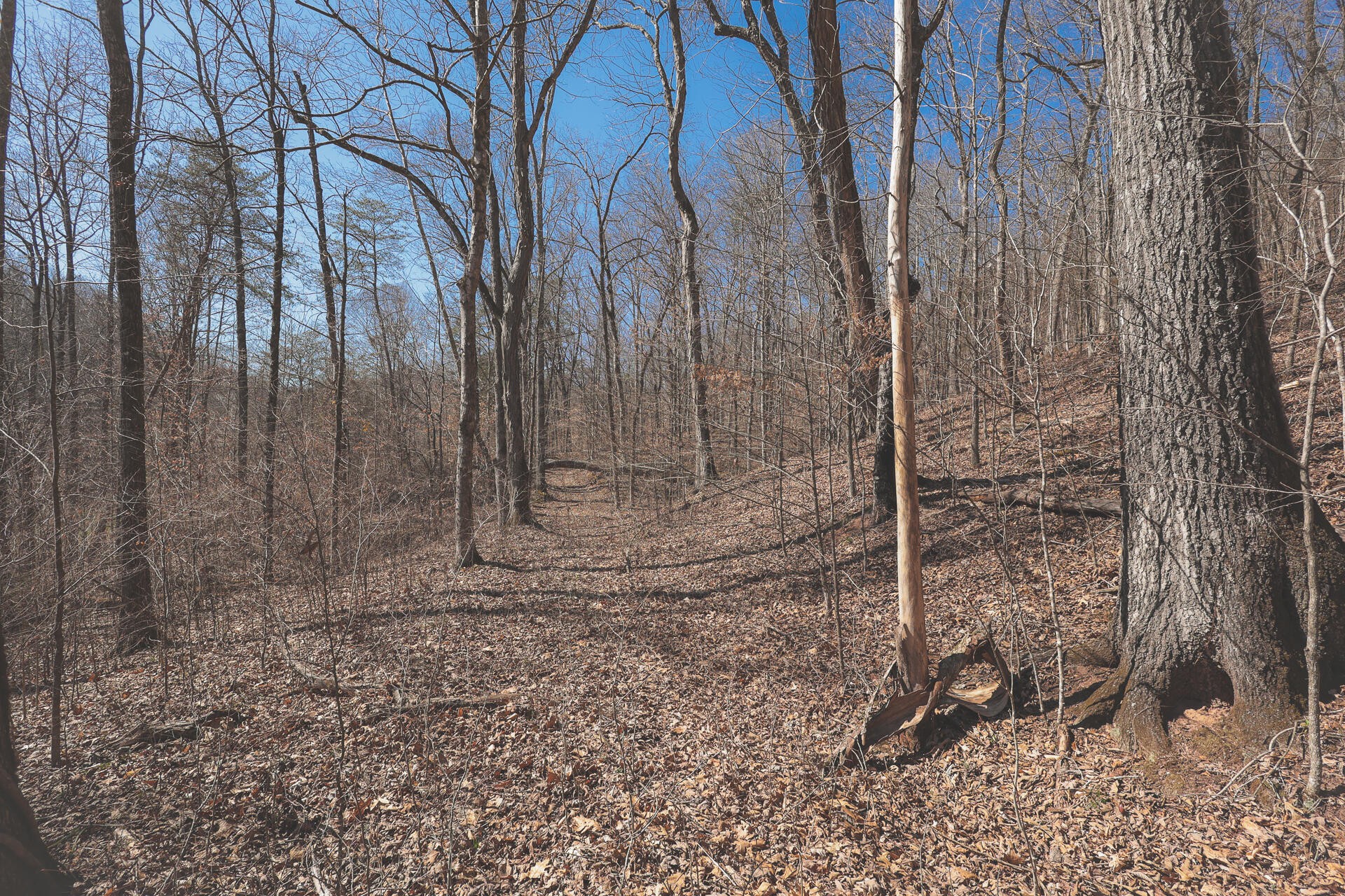 0 Fisher Hollow Road Georgetown, TN 37336 - Photo 32 of 81 Gallery Image 32