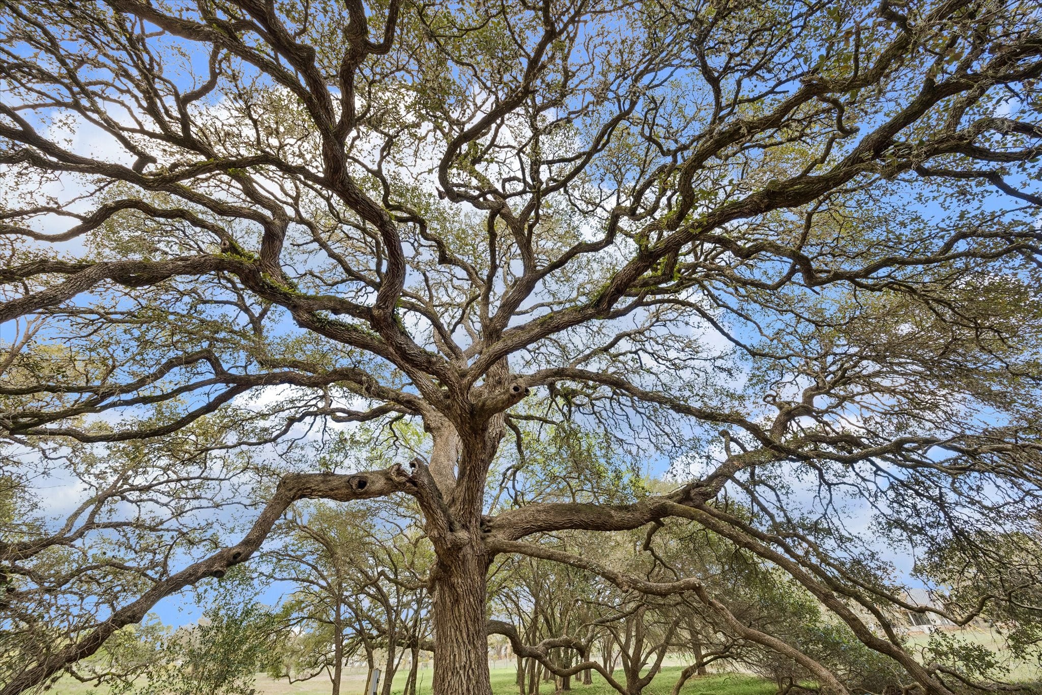 207 Bauer Rummel Round Top, TX 78954 - Photo 14 of 21 One of the many century Live Oaks that are throughout the property.