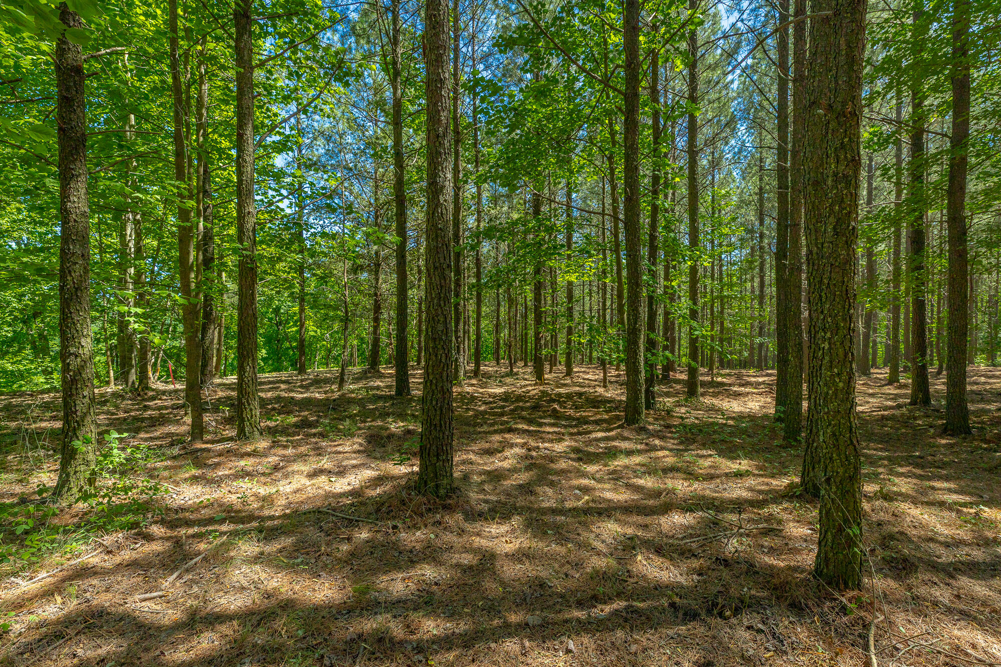 0 Split Rail Way, Unit 1349 Guild, TN 37340 - Photo 12 of 108 0 Split Rail Way - Lot 1349 HD-60