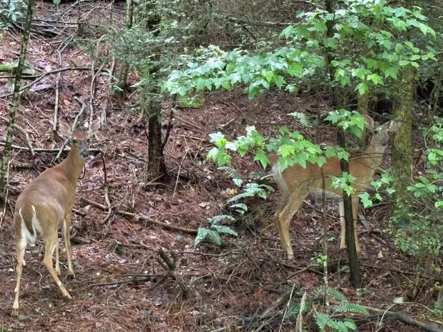 $10,000 | Lot 153 Etowah Drive, Ellijay, GA 30540