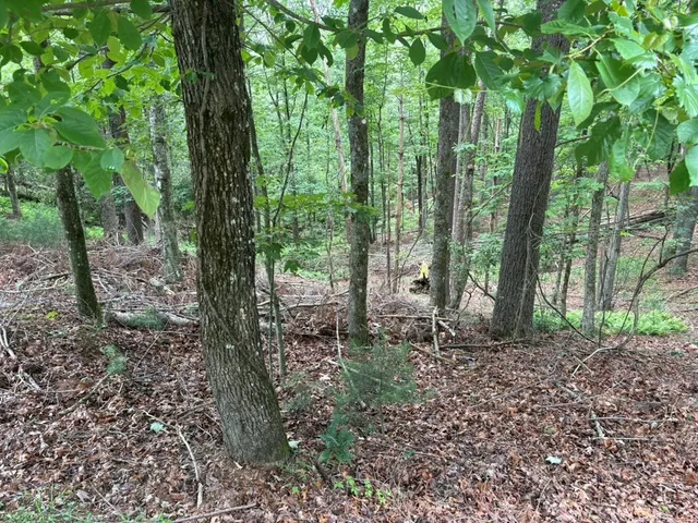 $10,000 | Lot 153 Etowah Drive, Ellijay, GA 30540