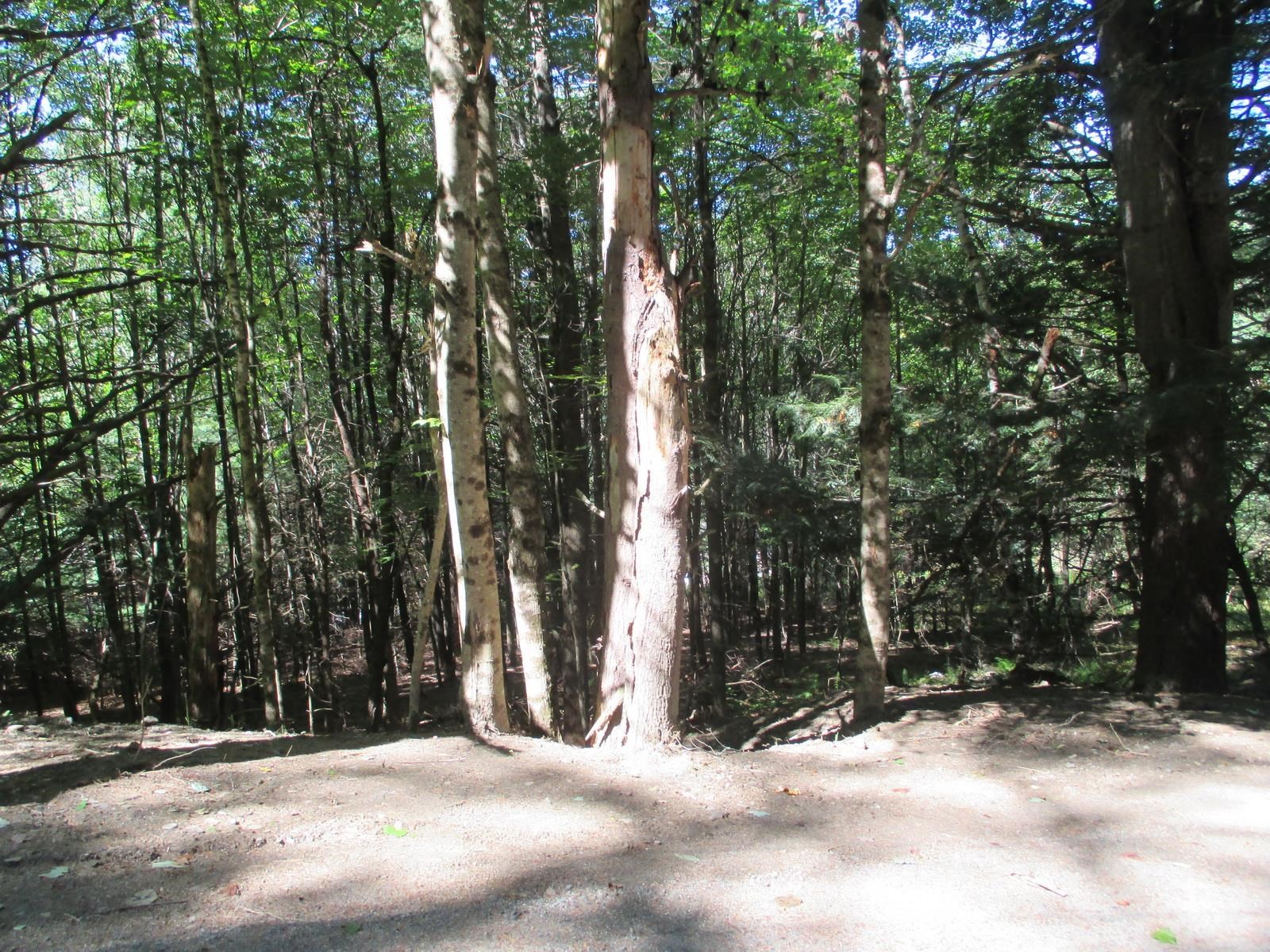 Lot 77 Pine Spur Road Lyman, NH 03585 - Photo 3 of 14