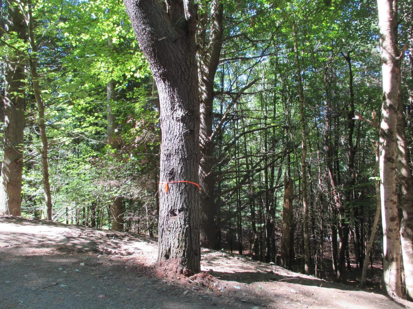 Lot 77 Pine Spur Road Lyman, NH 03585 - Photo 5 of 14