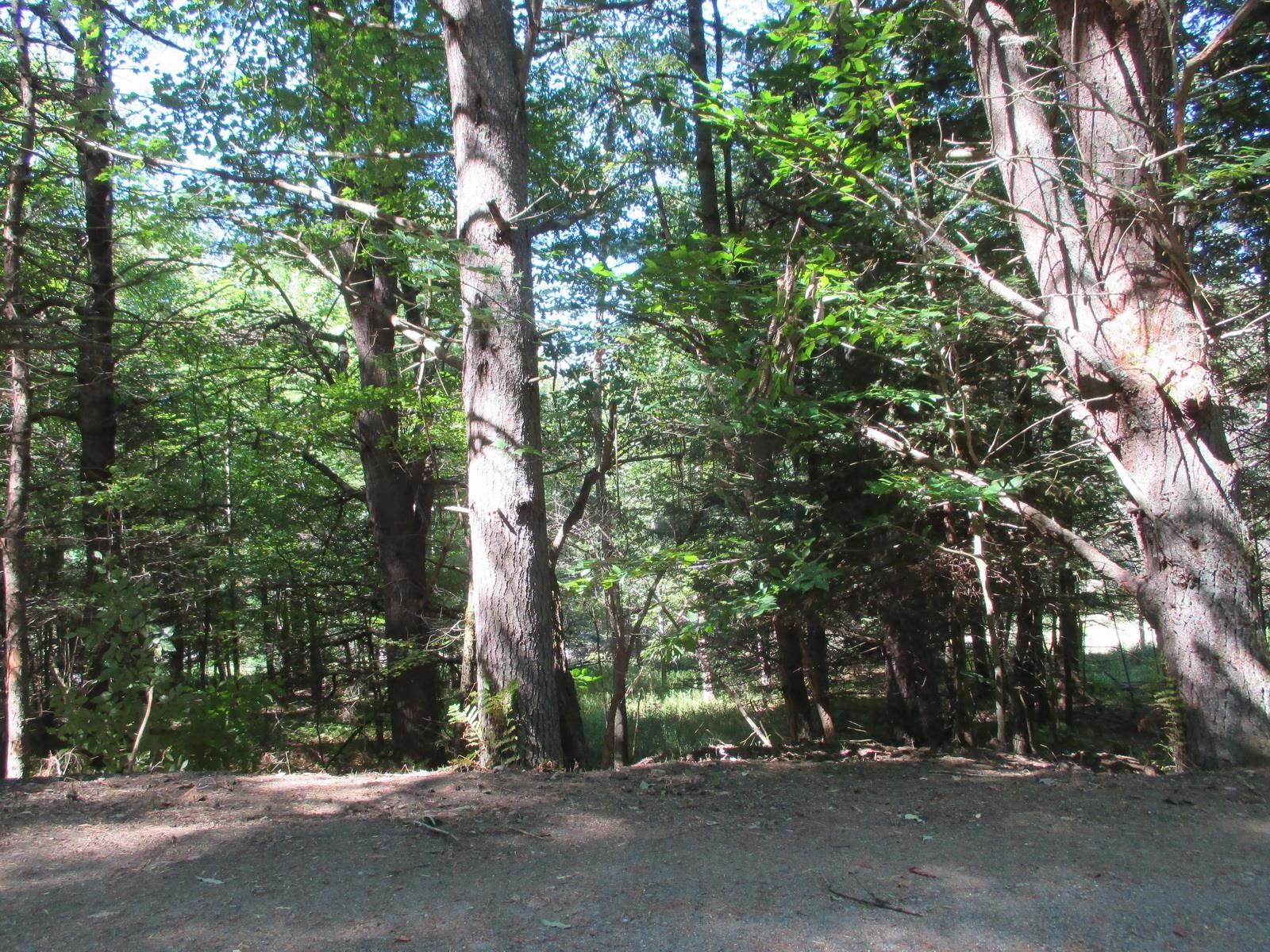 Lot 77 Pine Spur Road Lyman, NH 03585 - Photo 6 of 14