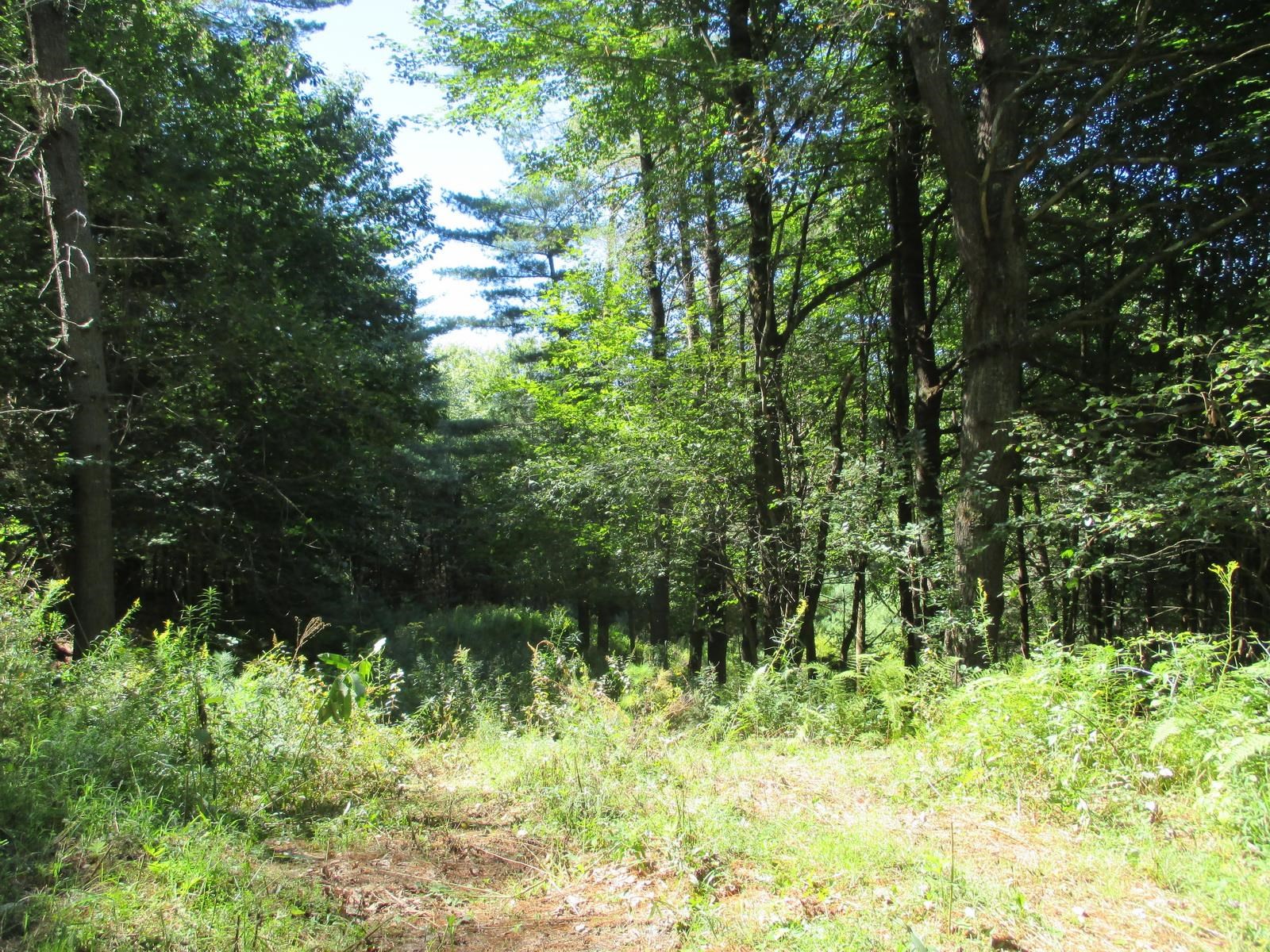 Lot 77 Pine Spur Road Lyman, NH 03585 - Photo 8 of 14