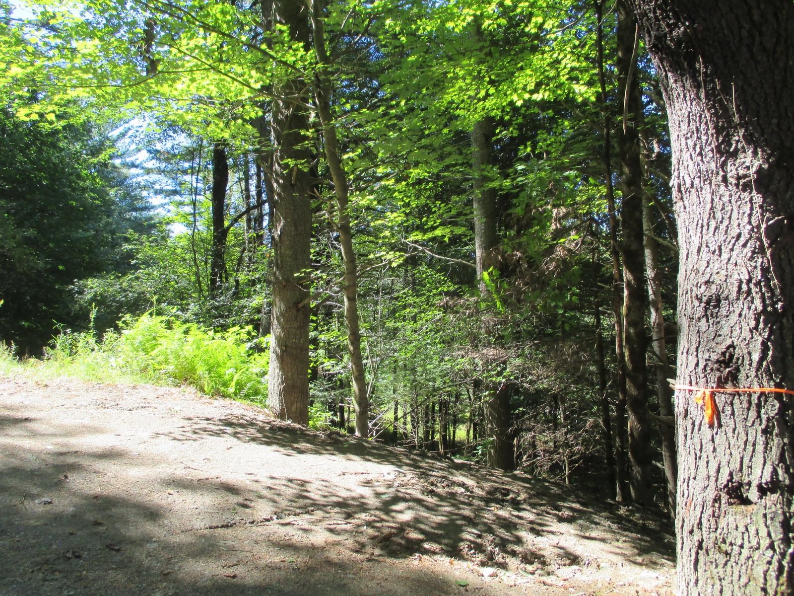 Lot 77 Pine Spur Road Lyman, NH 03585 - Photo 10 of 14