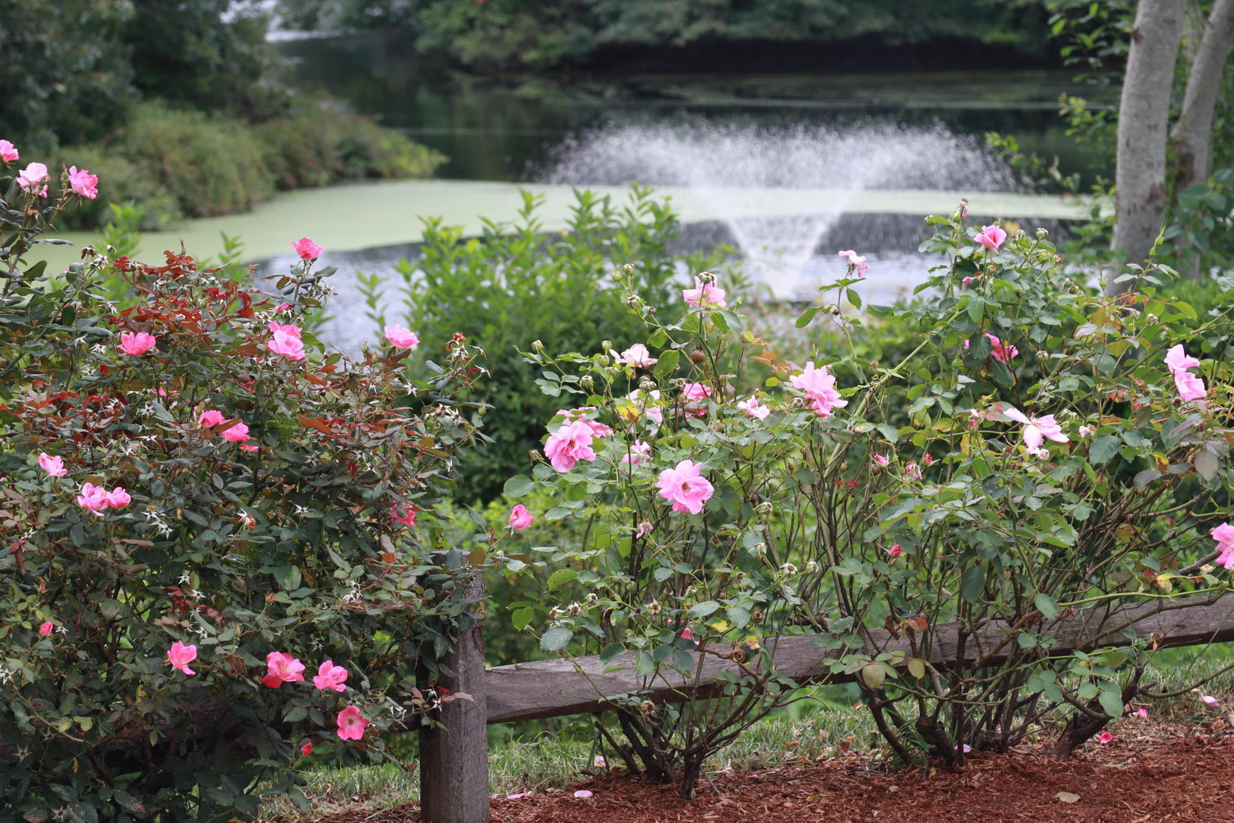 120 Fells Pond Road Mashpee, MA 02649 - Photo 41 of 42 a picture of flowers
