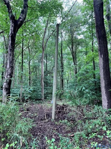 a view of a lush green forest