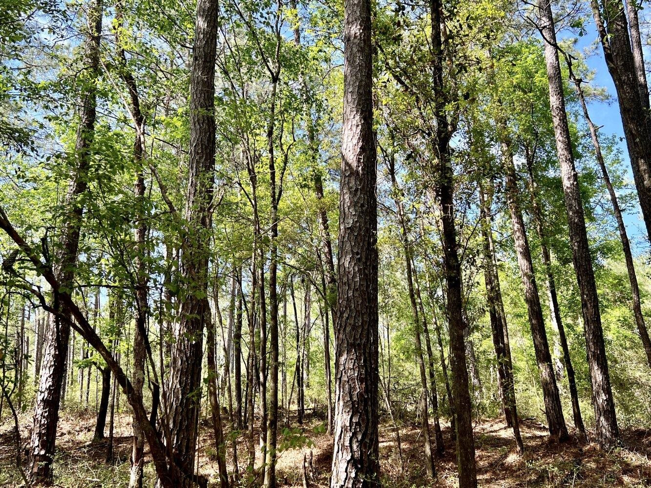 0 Broughton Road Stockton, AL 36579 - Photo 2 of 14