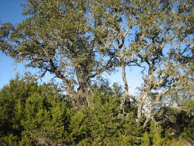 41 Deer Ridge Road Wimberley, TX 78676 - Photo 1 of 1 Gallery Image 1
