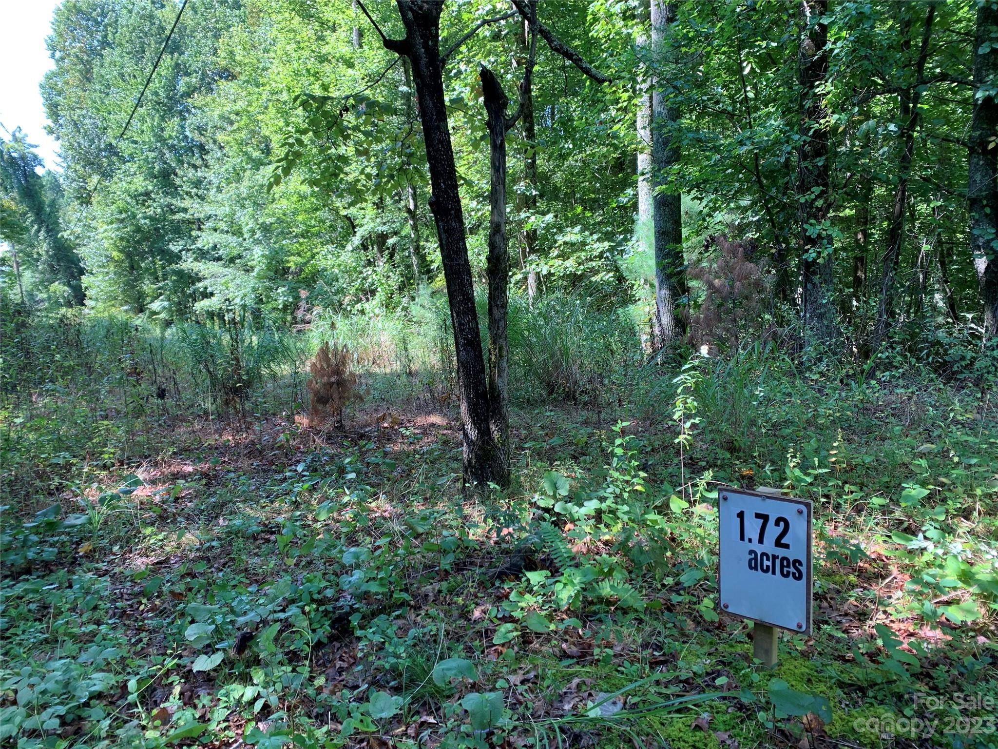 a view of a forest with a tree