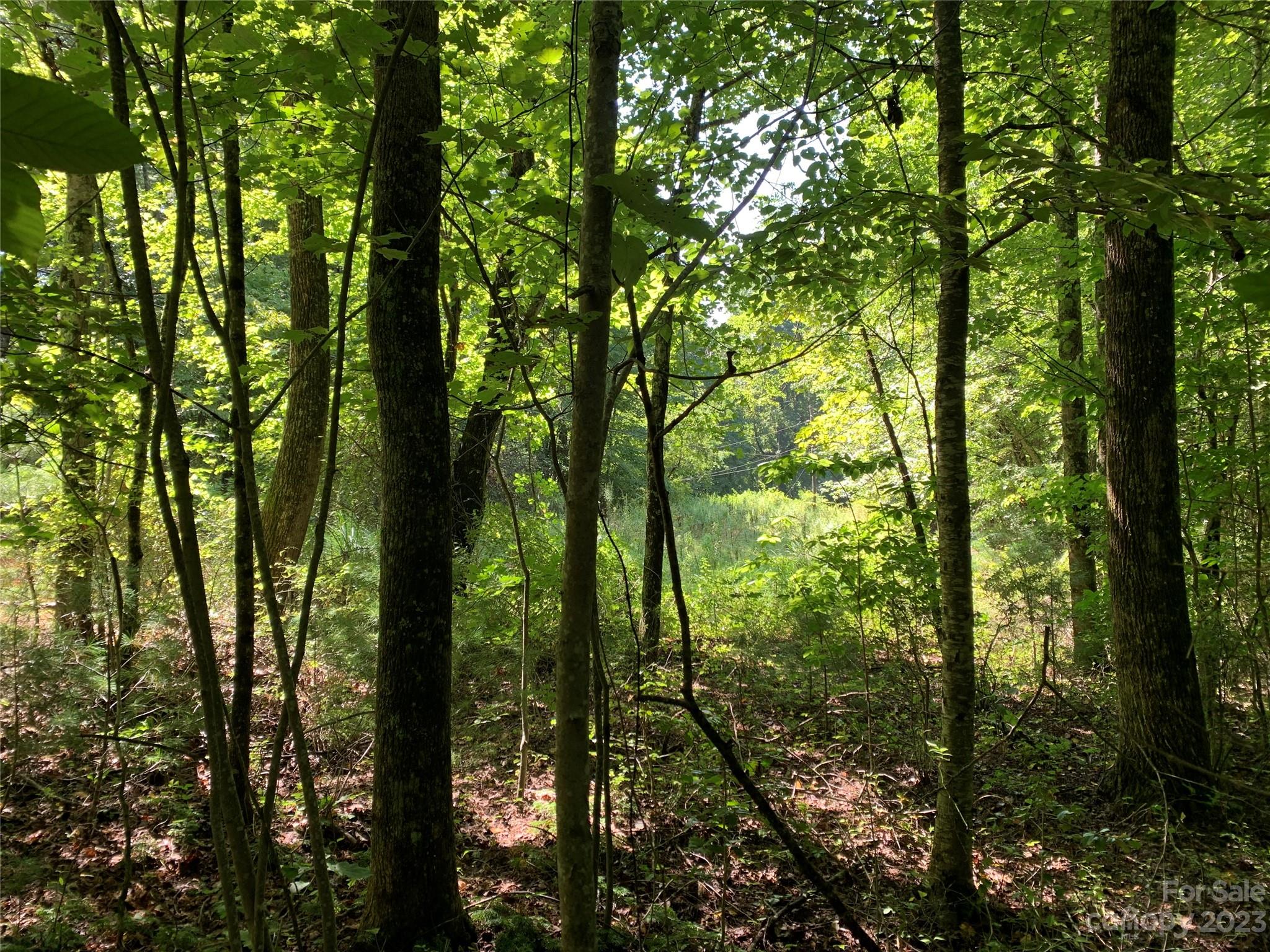 Tbd Tbd Brightwater Road, Unit 7 Hendersonville, NC 28739 - Photo 5 of 7 a view of forest