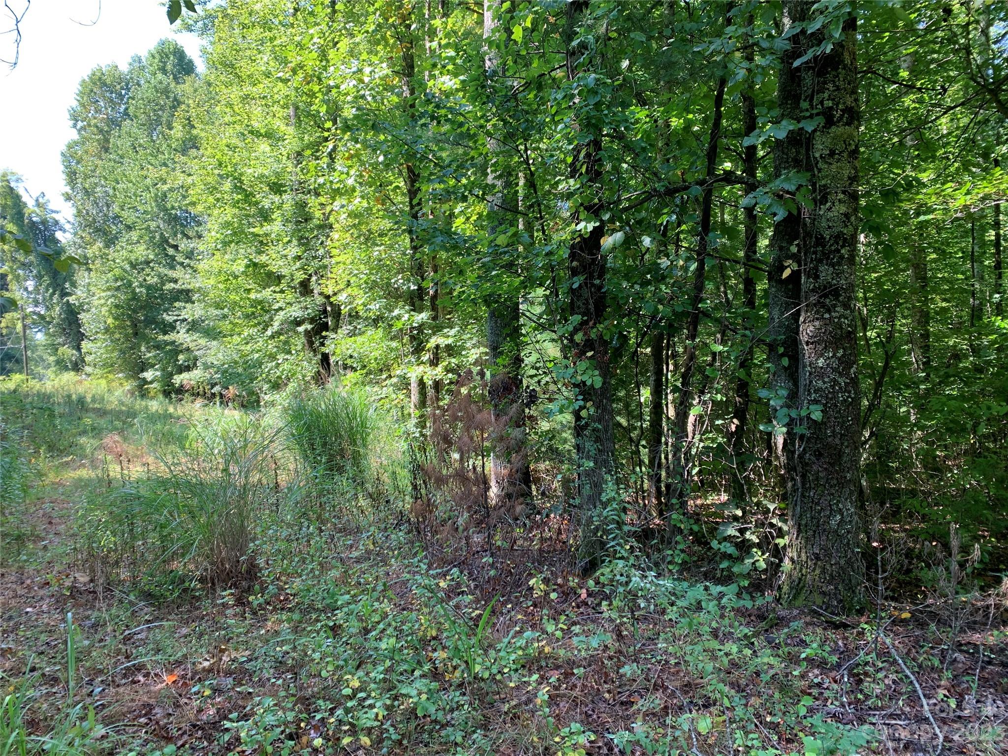 Tbd Tbd Brightwater Road, Unit 7 Hendersonville, NC 28739 - Photo 6 of 7 a view of a forest with a tree