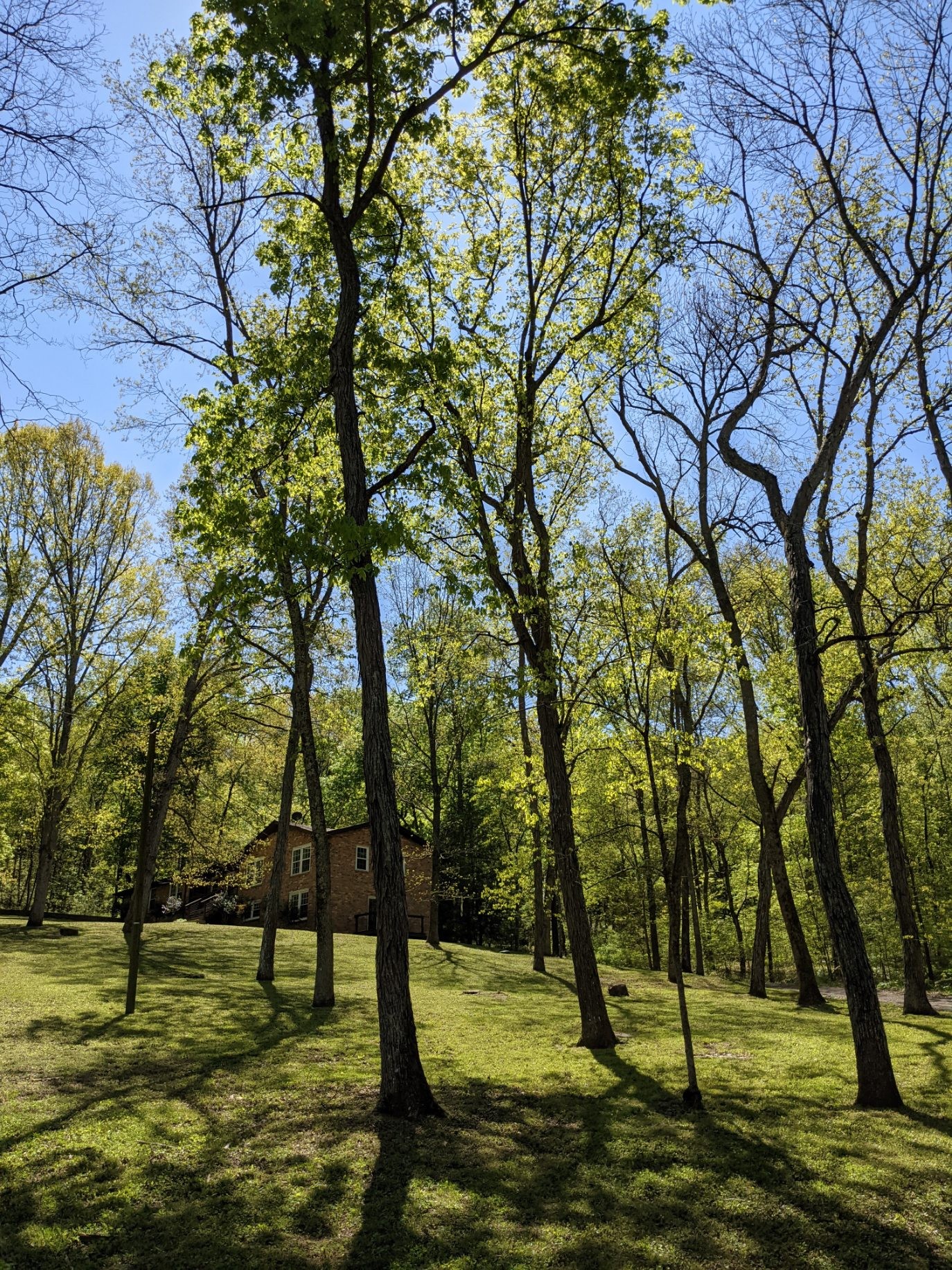 5534 Hickory Ridge Road Lebanon, TN 37090 - Photo 50 of 50 a view of a yard with a tree
