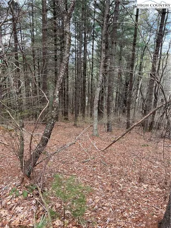 a view of a yard with trees